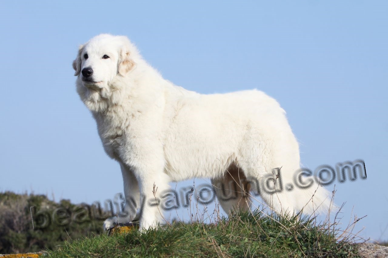 Pyrenean mountain dog beautiful white dog