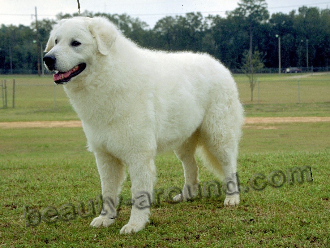 Hungarian Kuvasz beautiful white dog photo