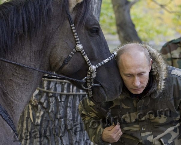 Vladimir Putin and horse photo