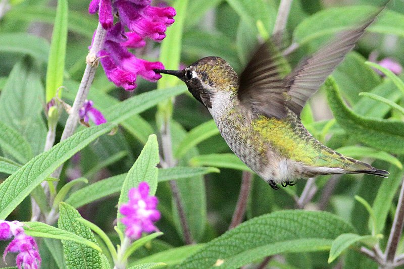 beautiful humming birds with photos