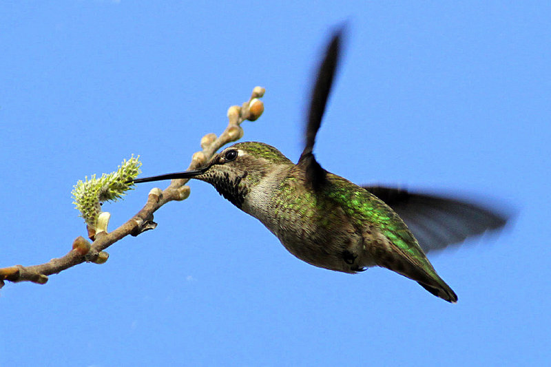 beautiful humming birds with photos