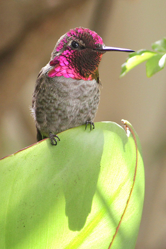 beautiful humming birds with photos