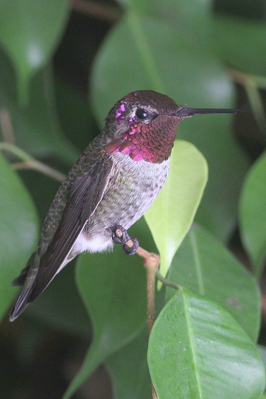 beautiful humming birds with photos