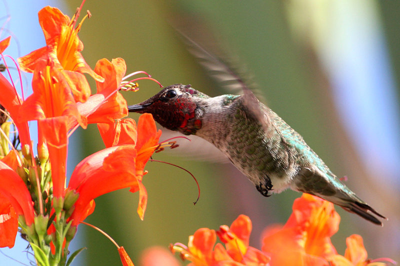 Humming Birds - The Cute Little Smallest Birds