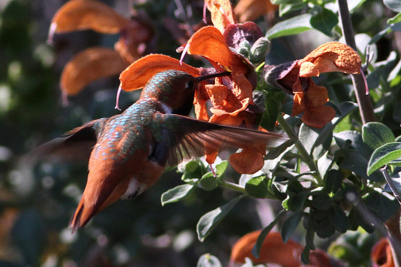 подборка красивых фотографий колибри