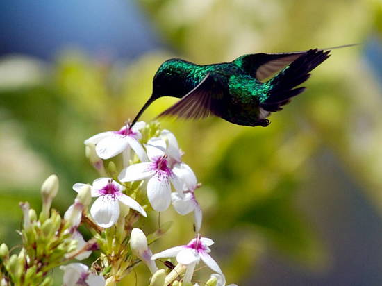 Humming Birds - The Cute Little Smallest Birds