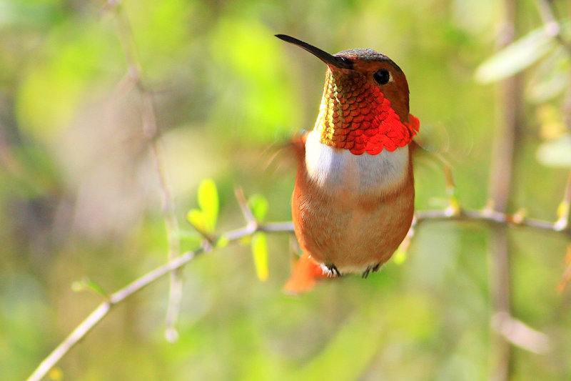 smallest bird - humming bird - photos