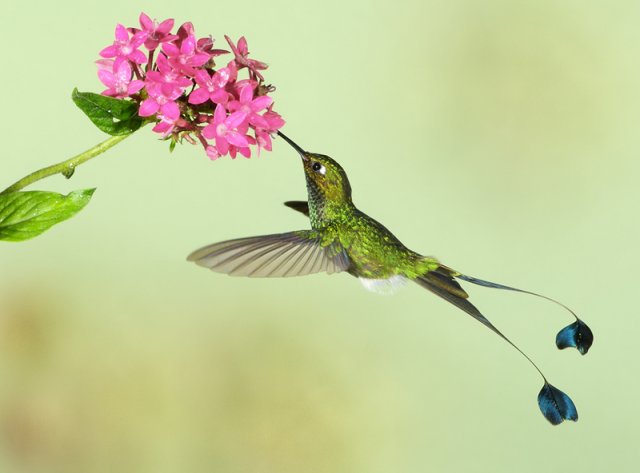 Humming Birds - The Cute Little Smallest Birds