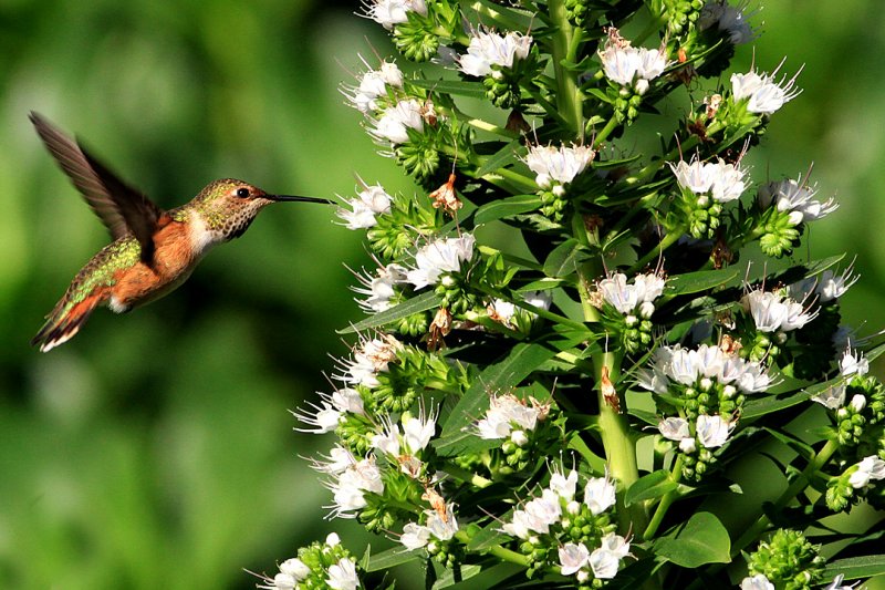 photos of humming birds