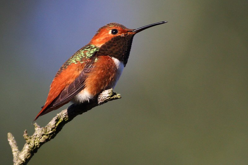 beautiful humming birds with photos