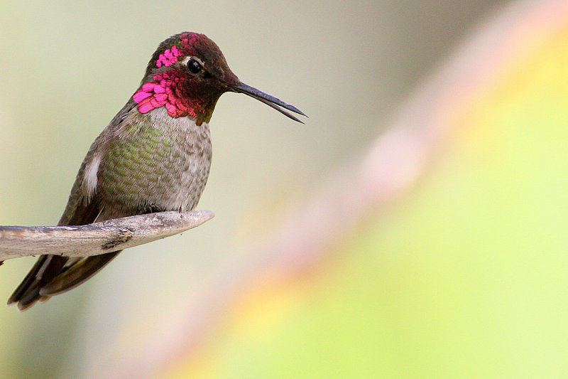 самые красивые колибри
