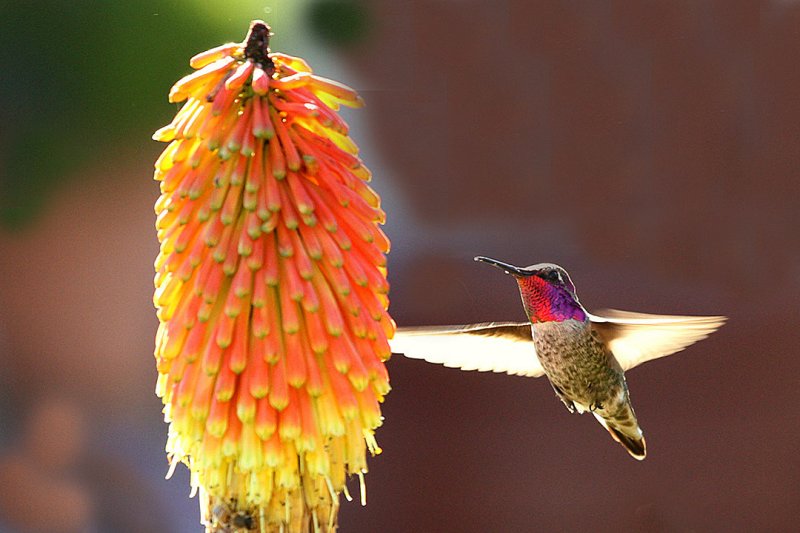 beautiful humming birds with photos