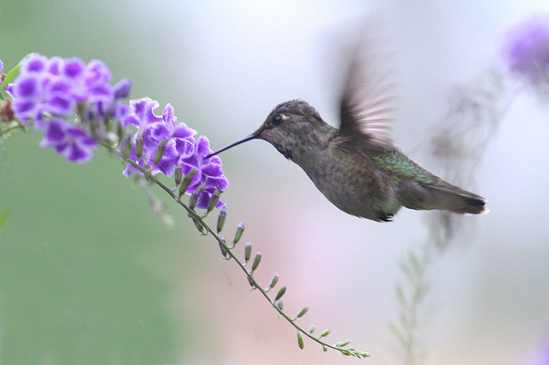 beautiful humming birds with photos